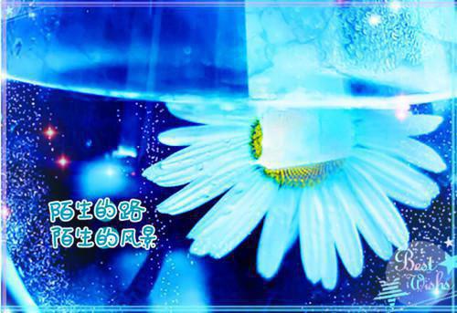 临安斐玄宋思瑶小说名 钗头凤结局