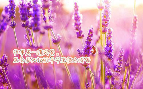 云芷萧执叶倾欢最新章节列表 红尘困我于惊鸿云芷萧执叶倾欢全文