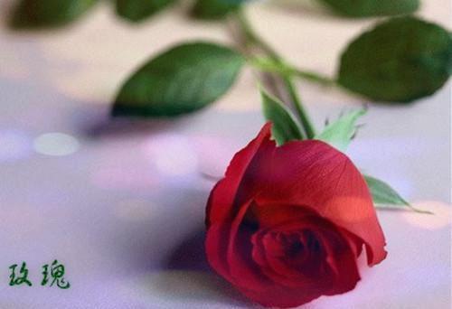 姜绾傅西临沈易寒叫什么小说 听潮坠落无声之处姜绾傅西临沈易寒全文