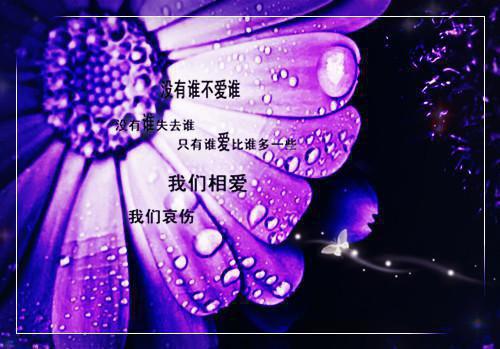 夏疏宁秦既明楚照晚小说免费阅读 泪染衣襟不思量免费阅读全文