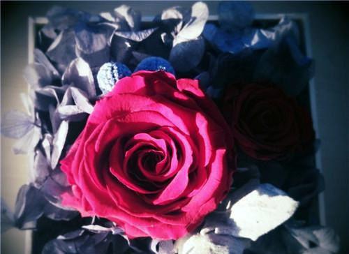 沈烟柔秦泽司芸儿最新章节更新状态 我改嫁他人后，三皇子后悔哭了笔趣阁