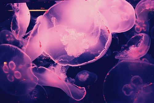 谢知鸢陆烬寒陆闻野向晚萦大结局后续 落雪梧桐夜夜歌谢知鸢陆烬寒陆闻野向晚萦全文