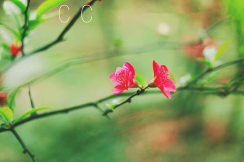 鄢芸冀北川郑心吟的小说叫什么 鄢芸冀北川免费阅读小说