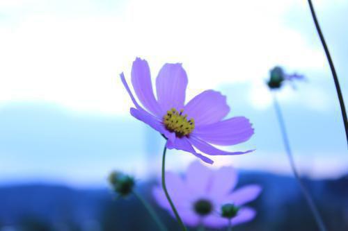 我林灵小说在线阅读 魔鬼闺蜜by路人甲