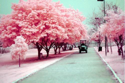 谢寻叶云晓卫霁免费阅读最新章节 少女漫害人不浅小说完整版免费