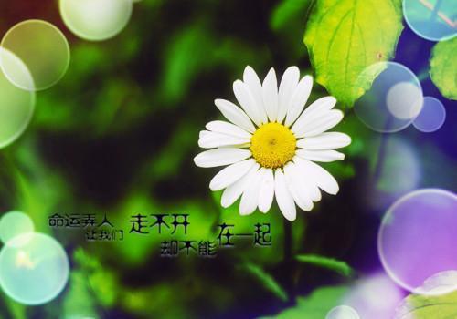 终随雁影各西东:+后续+结局(程希倪安)全文最新免费阅读无弹窗_终随雁影各西东:+后续+结局精选章节小说阅读_笔趣阁(程希倪安)