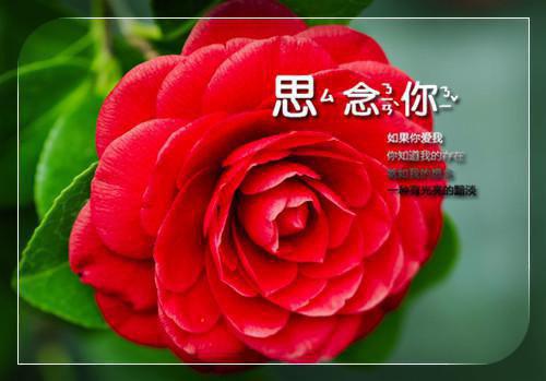 林玄秦昭沈珹的最新章节更新时间 歌后为情人三年抱两，被抛弃后她悔不当初在线阅读