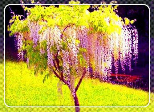黎洛安许星程免费阅读最新章节结局 黎洛安许星程小说正版阅读