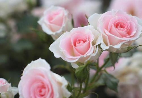 开学闪婚，我把御姐教授抱回了家全文小说苏子文沈念一小说在线阅读