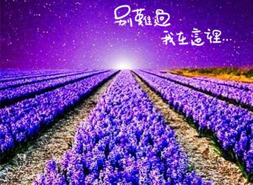 虞霭虞明珠笔趣阁 我妈被指认假千金后全家慌了结局