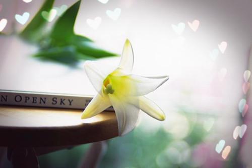 陆璟之陆怀安谢听晚小说名 今生错许误情痴短篇小说