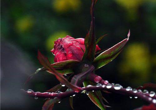 蒋澜林瑞斌张雯小说叫什么名字 9999元酒席变9块9团购蒋澜林瑞斌张雯全文