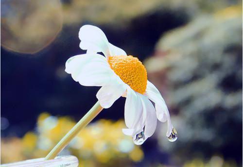 徐歆陈景结局 她用嫁我的黄金换干弟弟留下by青衫客