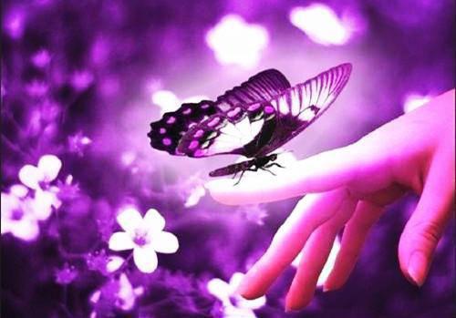 顾南枳郁子琛郁知年小说在线阅读 二版《星辰终有来时》顾南枳 郁子琛原著在线阅读