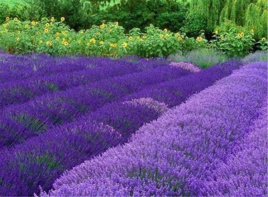 郁禾林以深小说免费阅读全文 迟来的深情:她嫌脏了最新章节更新