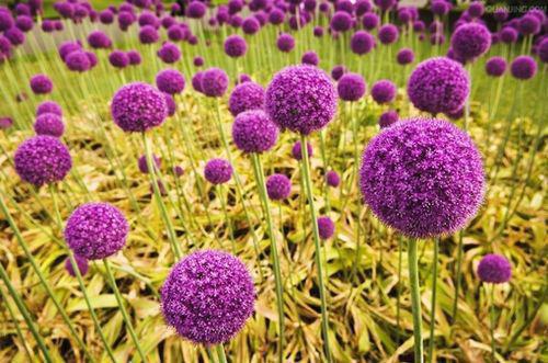 装乖骗到暴君后，我屠了全府（乔予眠谢景玄）最新章节_装乖骗到暴君后，我屠了全府全文阅读