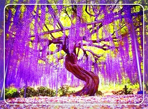 陆凝霜南宫烬夜隐小说免费阅读 陆凝霜南宫烬最新章节更新