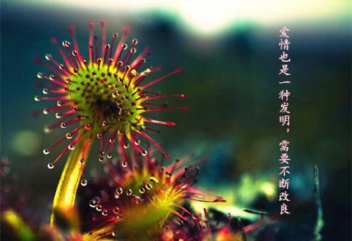 许嘉言林晚音高云舒江澄笔趣阁免费阅读 未婚妻花10万雇替身跟我结婚，我真结了你怎么又哭了原著在线阅读