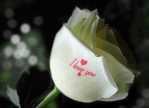 女友婚前试爱点男模，我不忍了（江临蓝蝶）全文浏览_女友婚前试爱点男模，我不忍了全文浏览