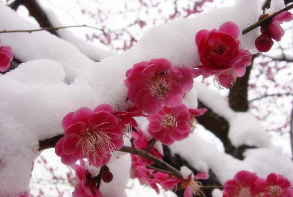 阮梨谢行凛小说免费阅读 情火焚尽相思绝免费阅读小说