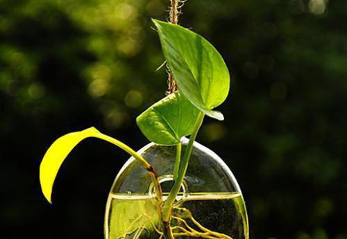 苏晚宋青云小说叫什么 给金主下药后，我跑了小说最新章节列表