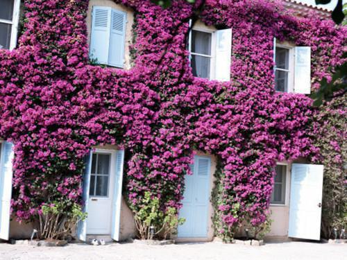 服从性芒果汁（冯夕娆蒋聿）小说已完结，服从性芒果汁免费阅读全文