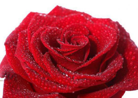 池念傅斯年小说叫什么 春池新月念旧年小说正版免费阅读