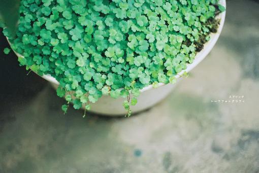 全本江意裴淮聿：+后续+结局（江意裴淮聿）最新章节列表_全本江意裴淮聿：+后续+结局全文阅读