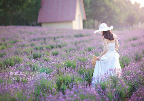 梨花落无景明(傅景明沈娇黎秦莉音)已完结,梨花落无景明已完结