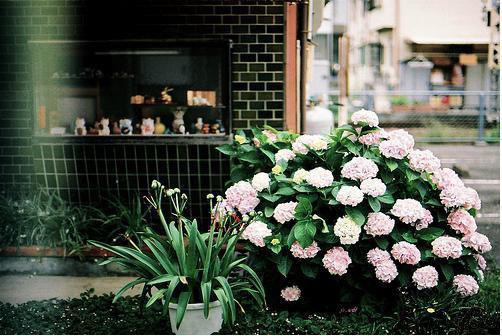 完结 杜青蘅沈湛(青梦幽情)(杜青蘅沈湛)在线在线阅读