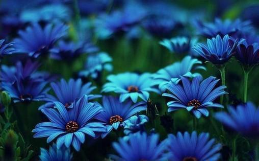 宋稚傅西洲阮青竹的小说叫什么 蔷薇遗失于人海之外：完整短篇小说