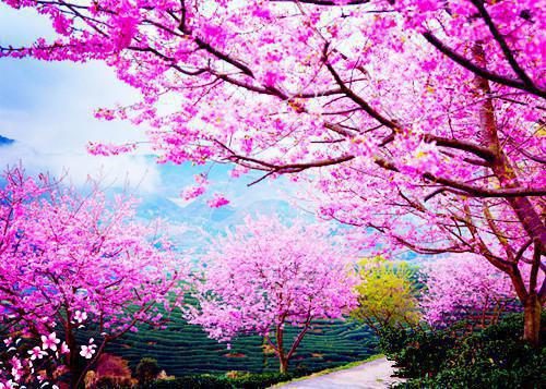 纪虞笙顾慎行孟景川小说名字 纪虞笙孟景川原著在线阅读