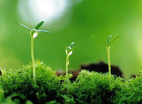 陆芸白顾修远沈寒小说 候一场漫天飘雪小说陆芸白顾修远沈寒