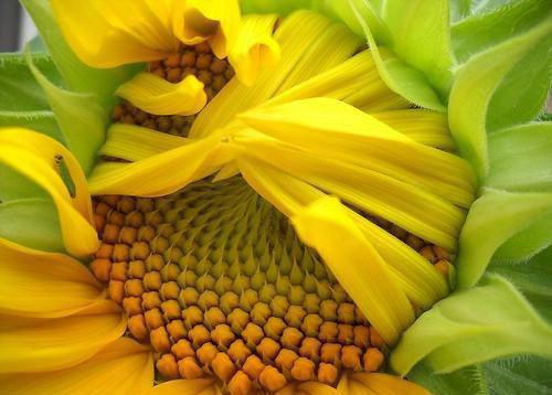 沈苓安殷世宁沈碧柔小说名字 回侯府第一天，我烧死了假千金结局