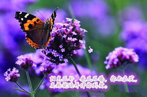 龙溪月萧煜辰辰是哪部小说 爱恨朱颜负,山河碎梦遥原著在线阅读